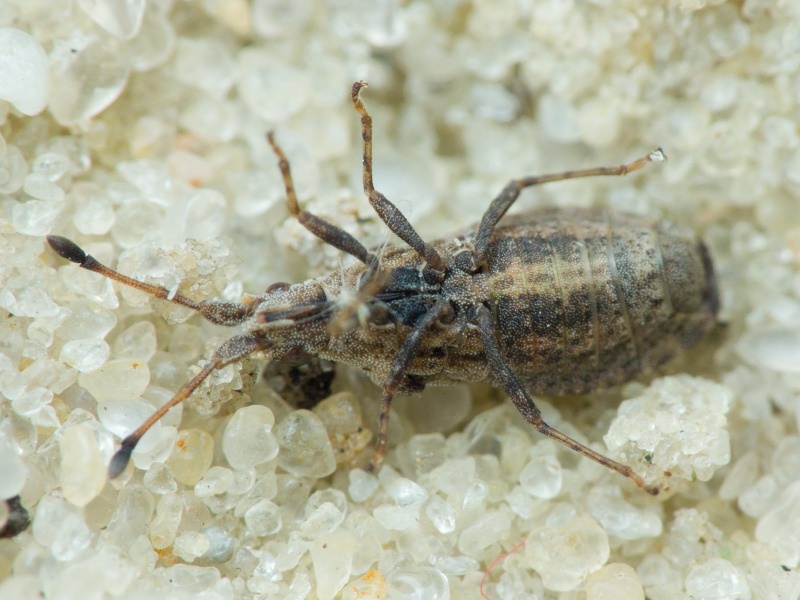 Spathocera dalmanii (Schilling, 1829)